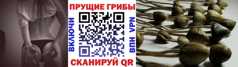 Купить где  Ирбит  Псилоцибиновые грибы мицелий 